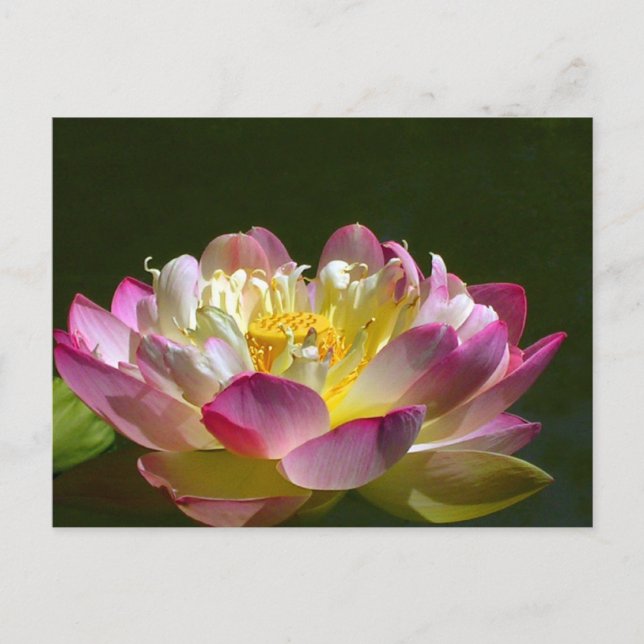 Postal Lotus rosa (Anverso)