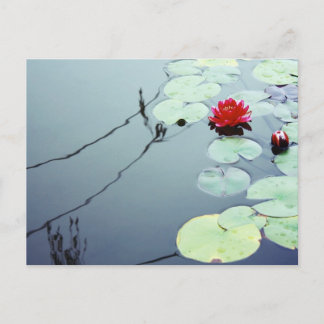 Postal Lotus sobre el agua