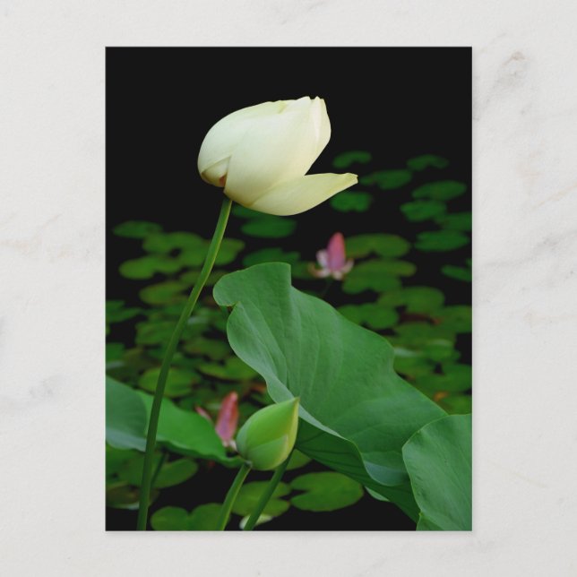 Postal Lotus Water Lily Bud (Anverso)