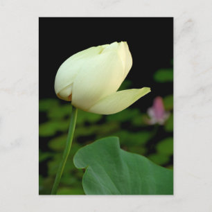 Postal Lotus Water Lily Bud