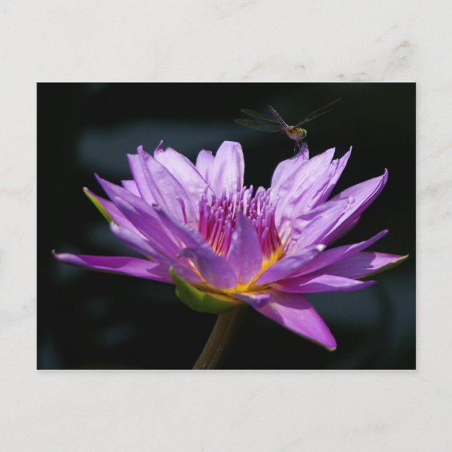 Postal Lotus y Dragonfly (Anverso)