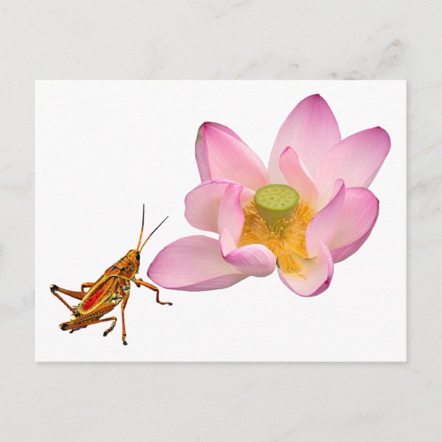 Postal Lotus y Grasshopper (Anverso)