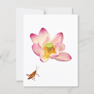 Postal Lotus y Grasshopper