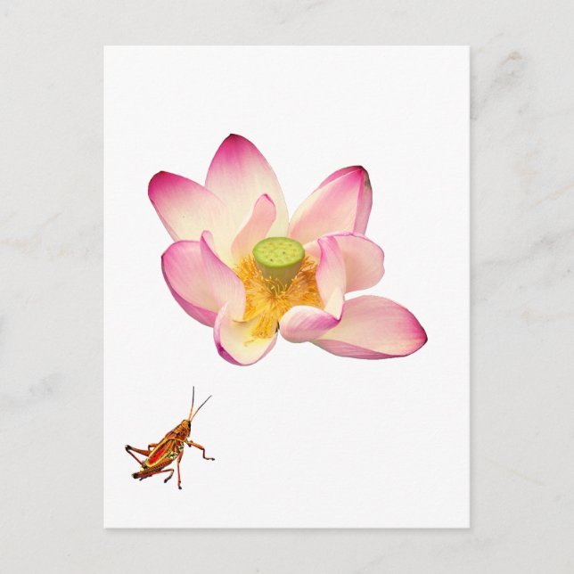 Postal Lotus y Grasshopper (Anverso)