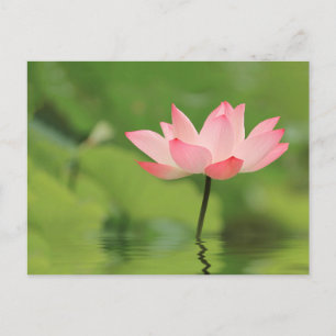 Postal Lotus Zen