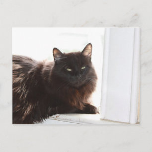 Postal Louie