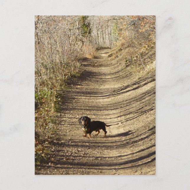 Postal Louie el Dachshund caminando en otoño (Anverso)