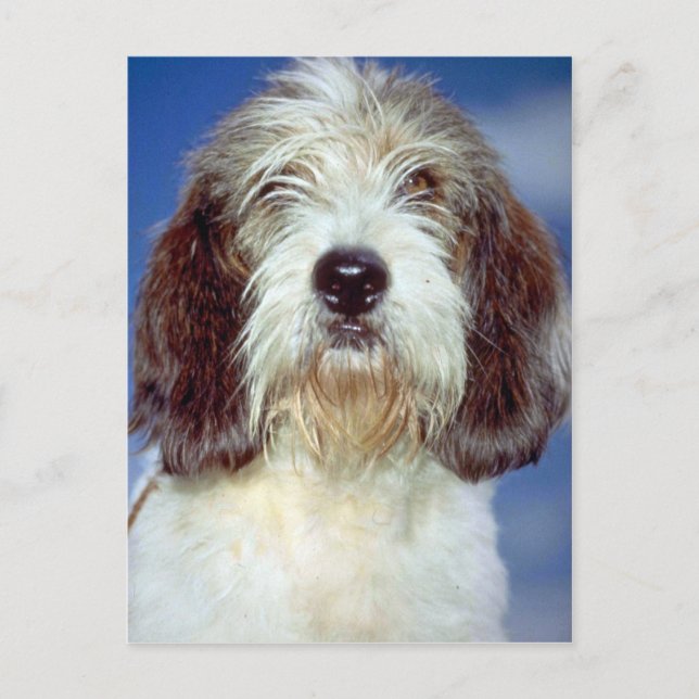 Postal Louis"""" Petit Basset Griffon de Vendeen (Anverso)