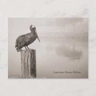 Postal Louisiana Brown Pelican