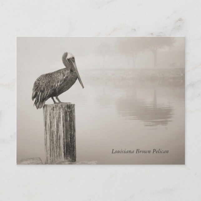 Postal Louisiana Brown Pelican (Anverso)