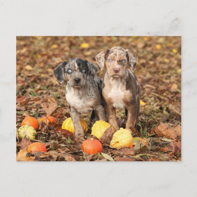 Postal Louisiana Catahoula Cachorros Con Calabazas (Anverso)