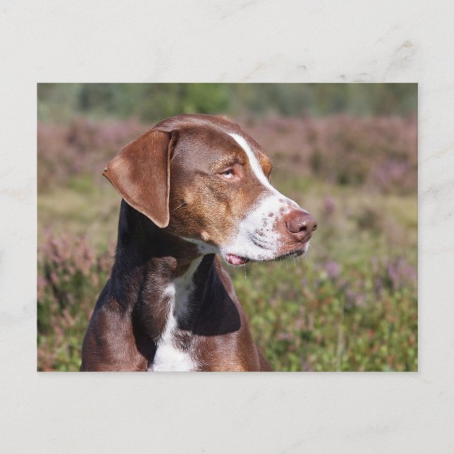 Postal louisiana catahoula leopard dog (Anverso)