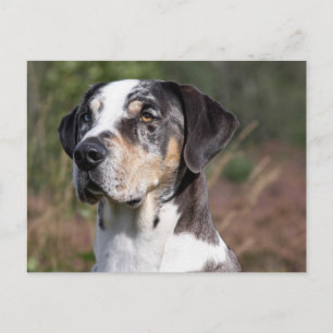Postal louisiana catahoula leopard dog