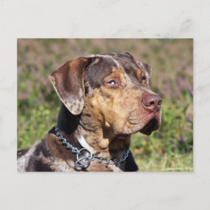 Postal louisiana catahoula leopard dog