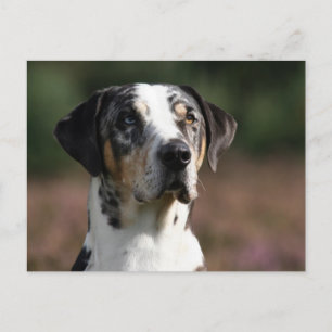Postal louisiana catahoula leopard dog