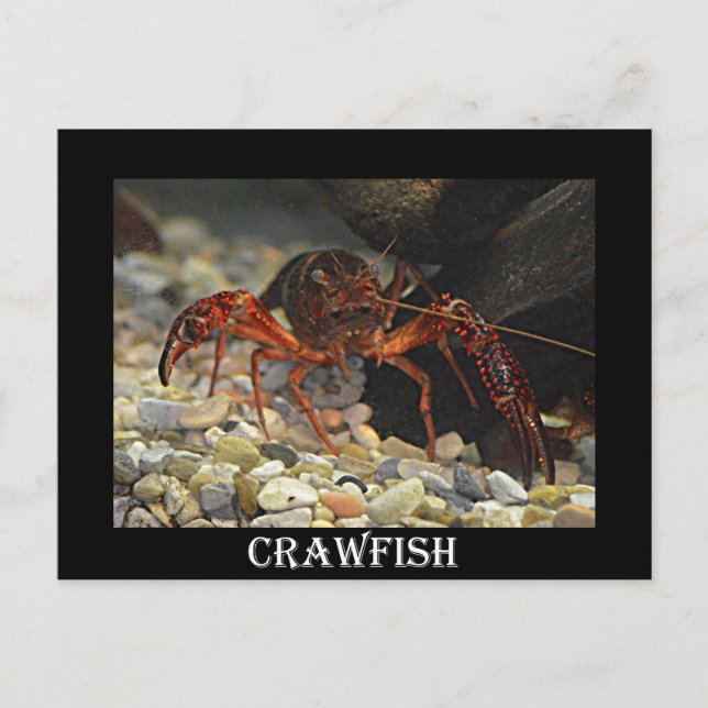 Postal Louisiana Crawfish (Anverso)