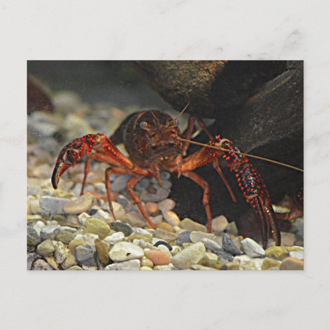Postal Louisiana Crawfish (Anverso)