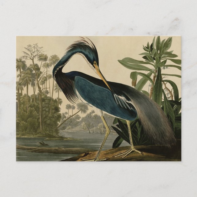 Postal Louisiana Heron (Anverso)