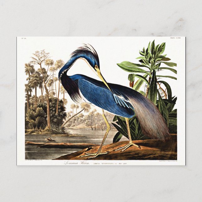 Postal Louisiana Heron (Anverso)
