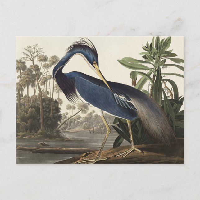 Postal Louisiana Heron de Birds of America (Anverso)