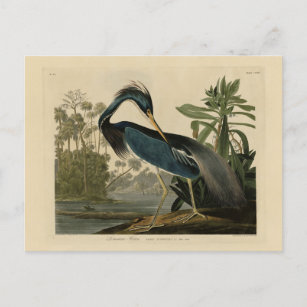 Postal Louisiana Heron - de los pájaros de Estados Unidos