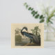 Postal Louisiana Heron - de los pájaros de Estados Unidos (Anverso de pie)