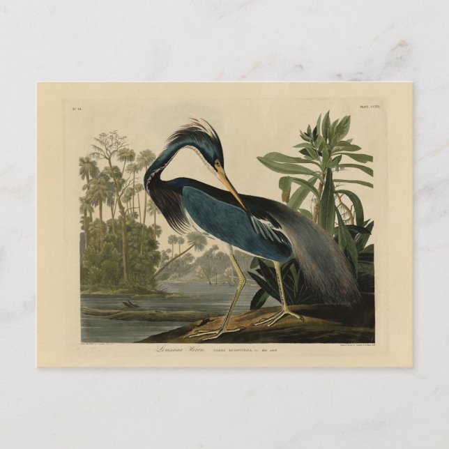 Postal Louisiana Heron - de los pájaros de Estados Unidos (Anverso)