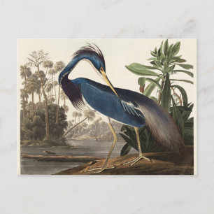 Postal Louisiana Heron John Audubon