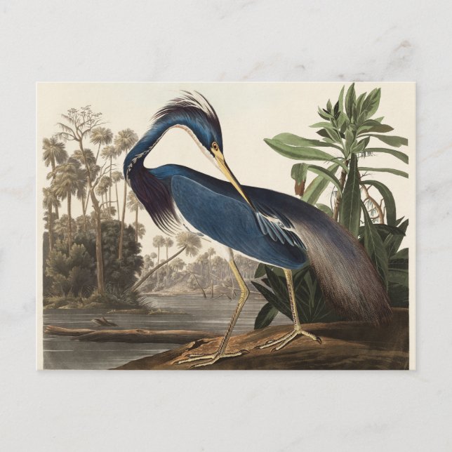 Postal Louisiana Heron John Audubon (Anverso)