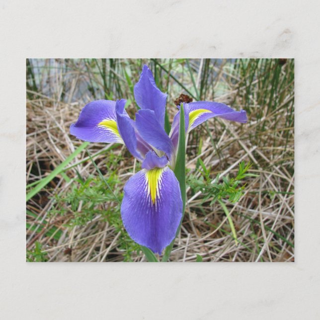 Postal Louisiana Iris (Anverso)