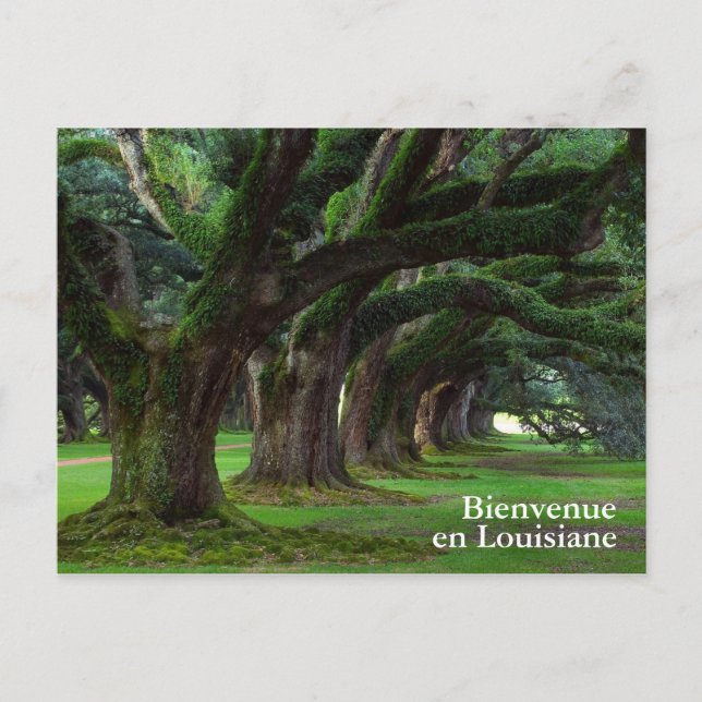 POSTAL LOUISIANA LIVE OAK ÁRBOLES (Anverso)