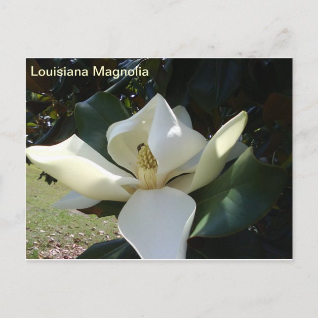 Postal Louisiana Magnolia (Anverso)
