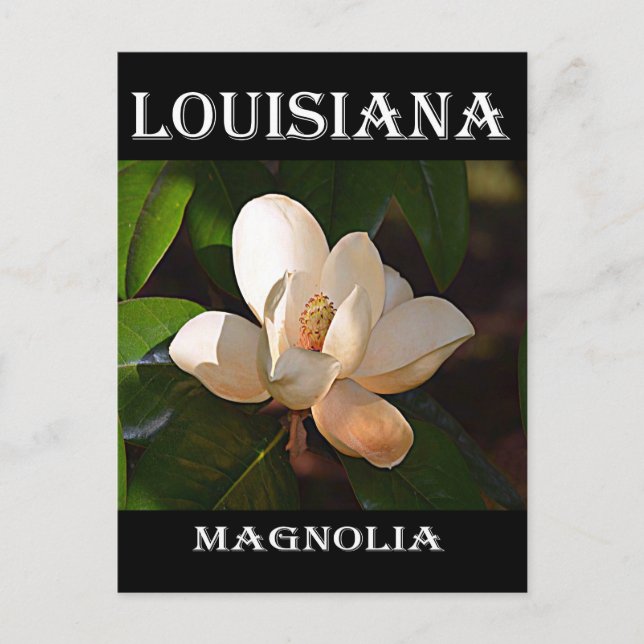 Postal Louisiana Southern Magnolia (Anverso)