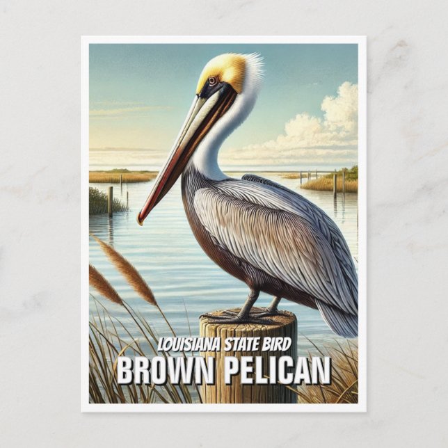 Postal Louisiana State Bird Brown Pelican (Anverso)