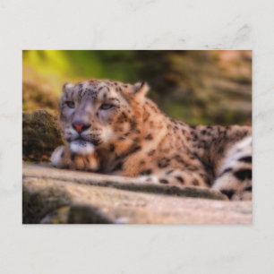 Postal Lounging Leopard