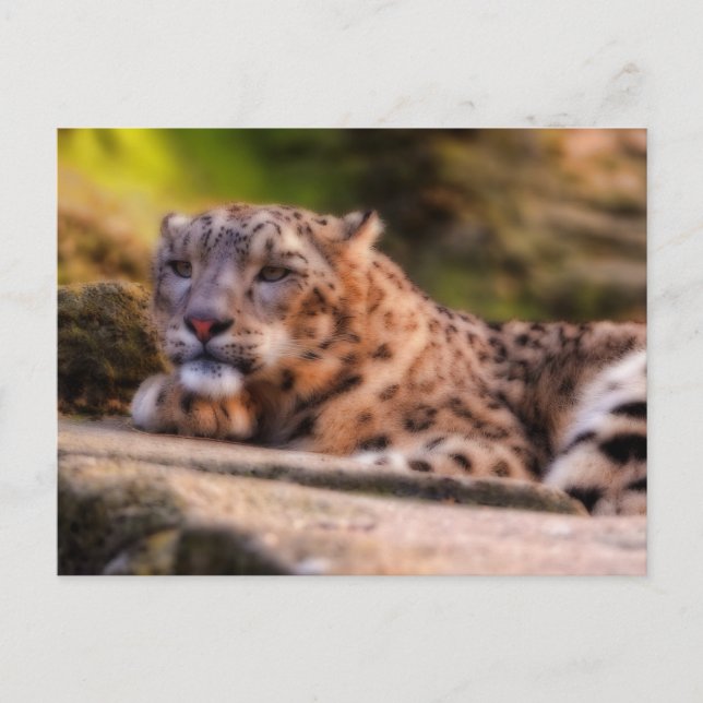 Postal Lounging Leopard (Anverso)