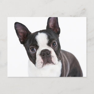 Postal Love Boston Terrier Puppy Dog
