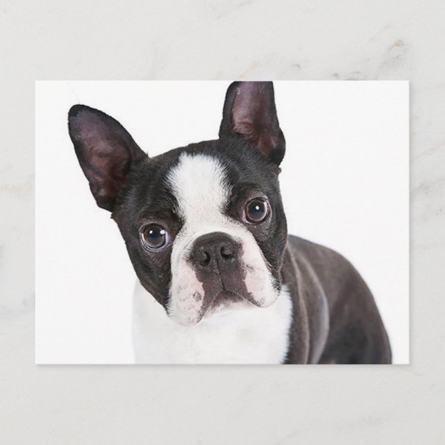 Postal Love Boston Terrier Puppy Dog (Anverso)