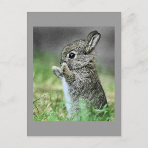 Postal Love Bunny Hug