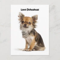 Love Chihuahuas