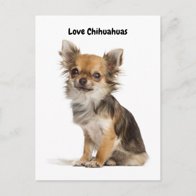 Postal Love Chihuahuas (Anverso)