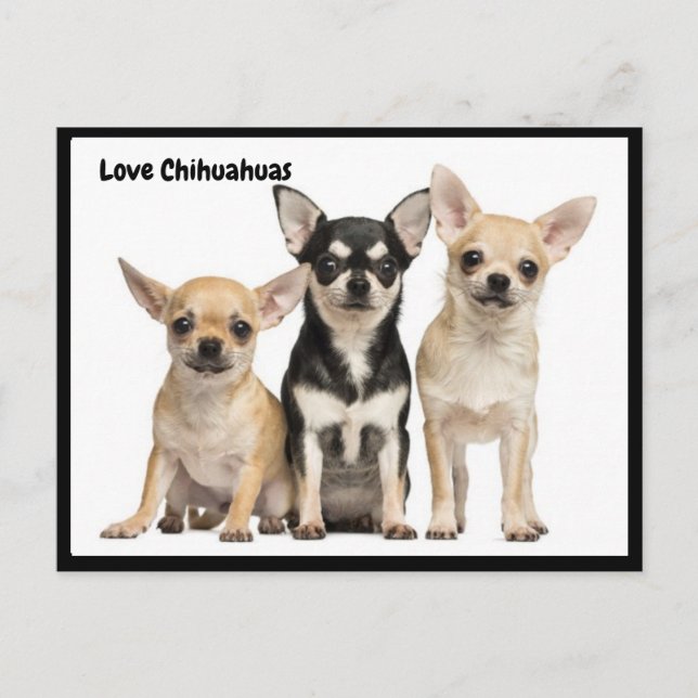 Postal Love Chihuahuas (Anverso)