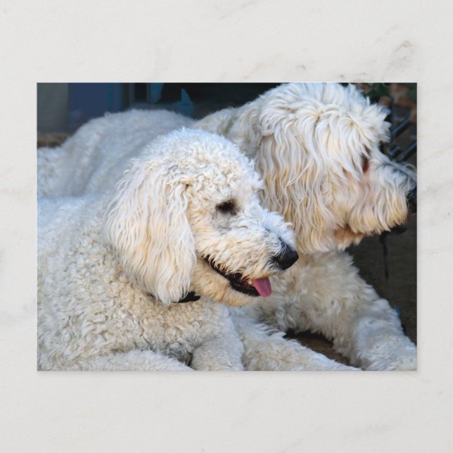 Postal Love Goldendoodles (Anverso)