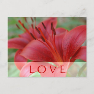 Postal Love Lily