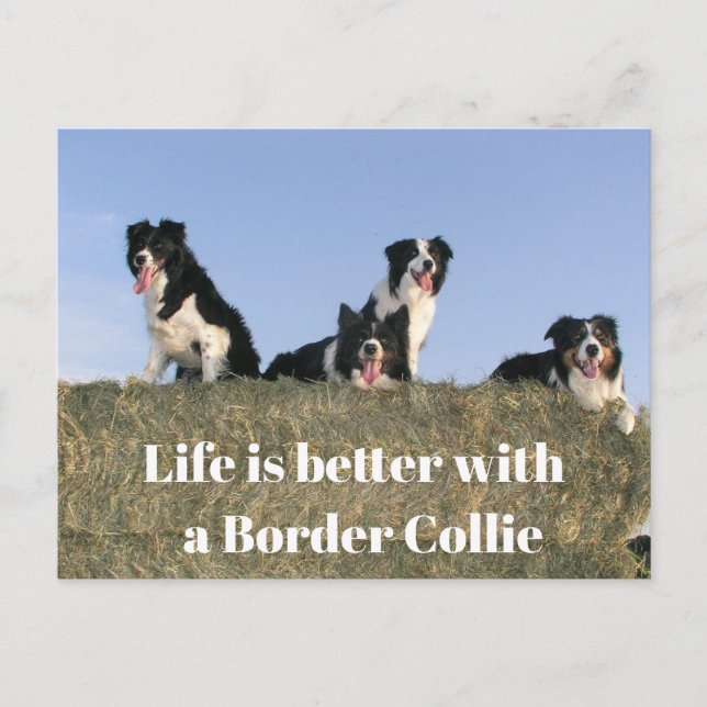 Postal Lovely Dogs (Anverso)
