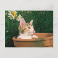 Lovely Kitten 54