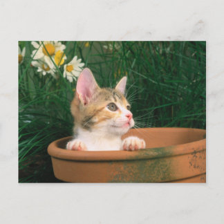 Postal Lovely Kitten 54