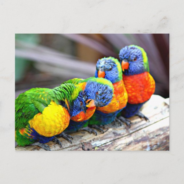Postal Lovey-Dovey Parrots (Anverso)