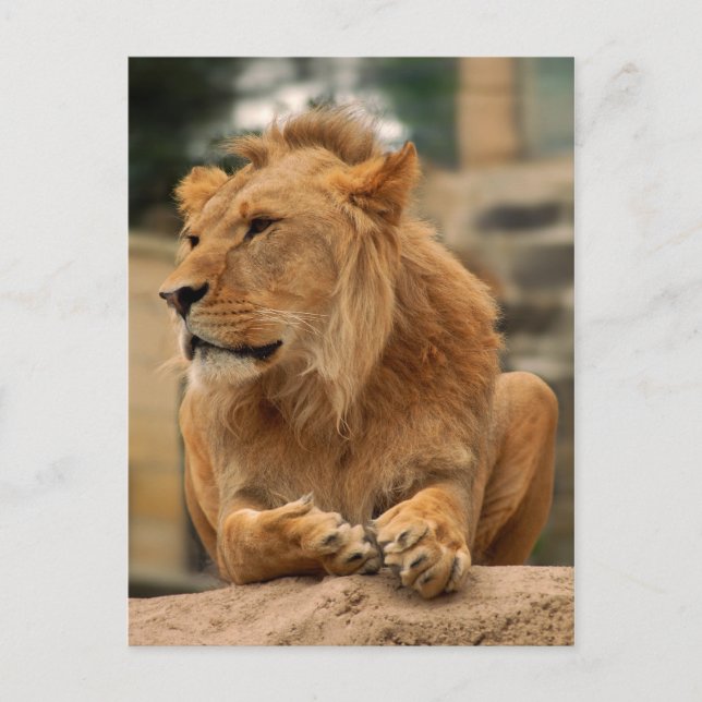 Postal Löwe mit Punkerfrisur (Anverso)