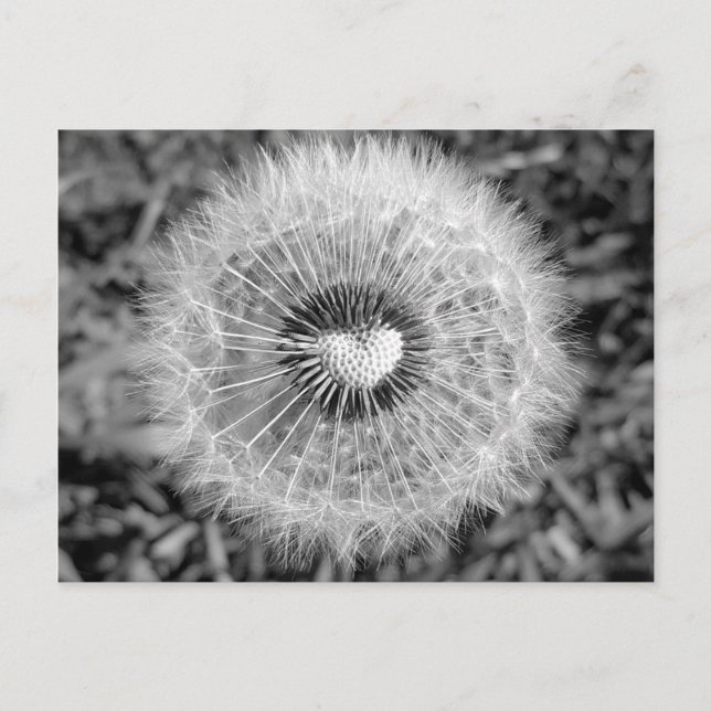 Postal Löwenzahn (Anverso)